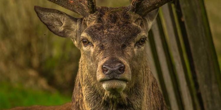 Ve vozidle převážel hlavu jelena, muž byl obviněn z přečinu krádeže