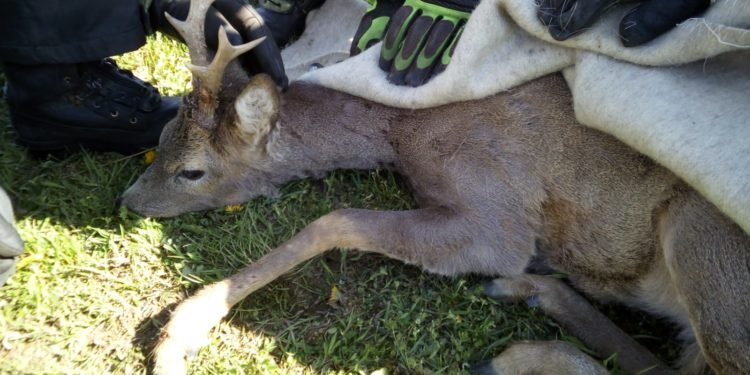 HZS  České Budějovice