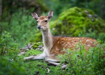 Nepřežil zajíc, ani srna