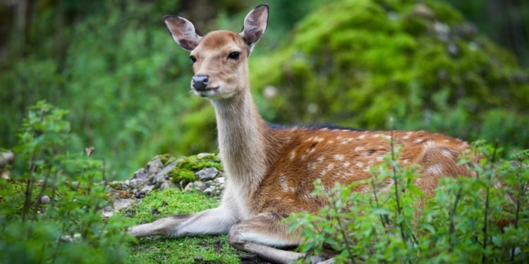 Nepřežil zajíc, ani srna