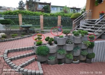 Odcizil tři bonsaje staré 15 let