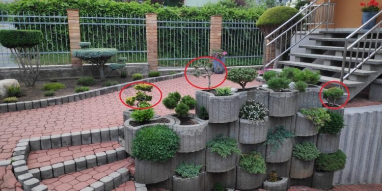 Odcizil tři bonsaje staré 15 let