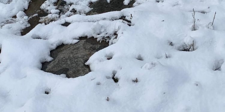 Hasiči zachránili srnu, která se propadla ledem