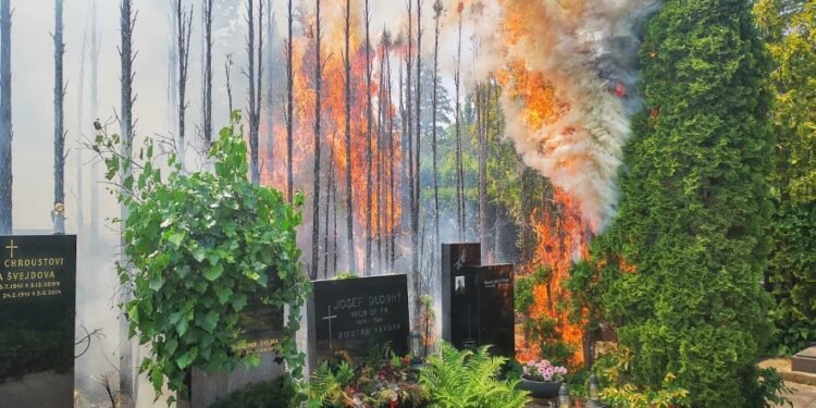 Požár více než osmdesáti tújí na Vinohradském hřbitově