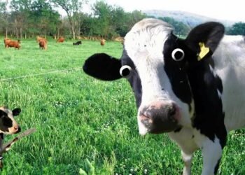 Kráva překvapila manžele na cestě