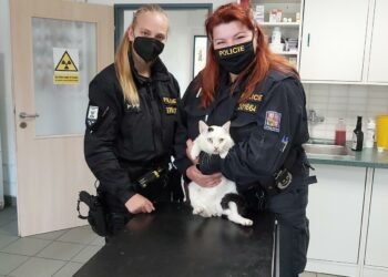 Kocoura někdo uvěznil v pytli, který pak položil na silnici